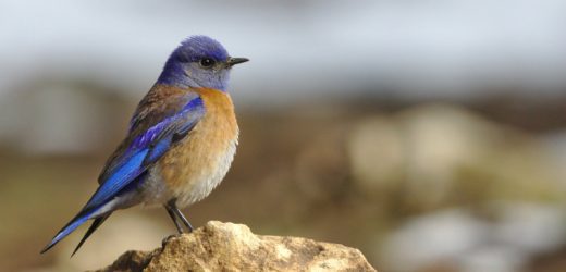 Opinia ornitologiczna – kto może ją wykonać i co powinna zawierać?